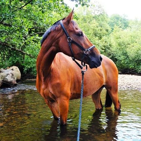 rivière cheval